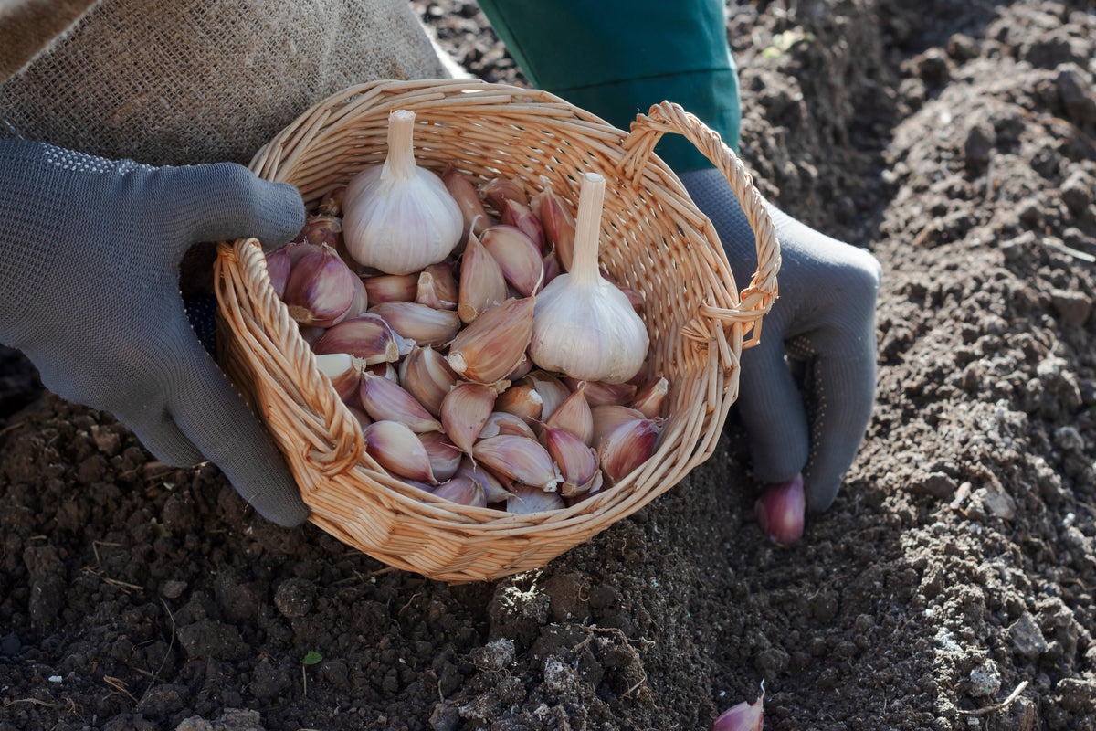 Someone holding a wicker basket of garlic and planting the cloves into the dirt.