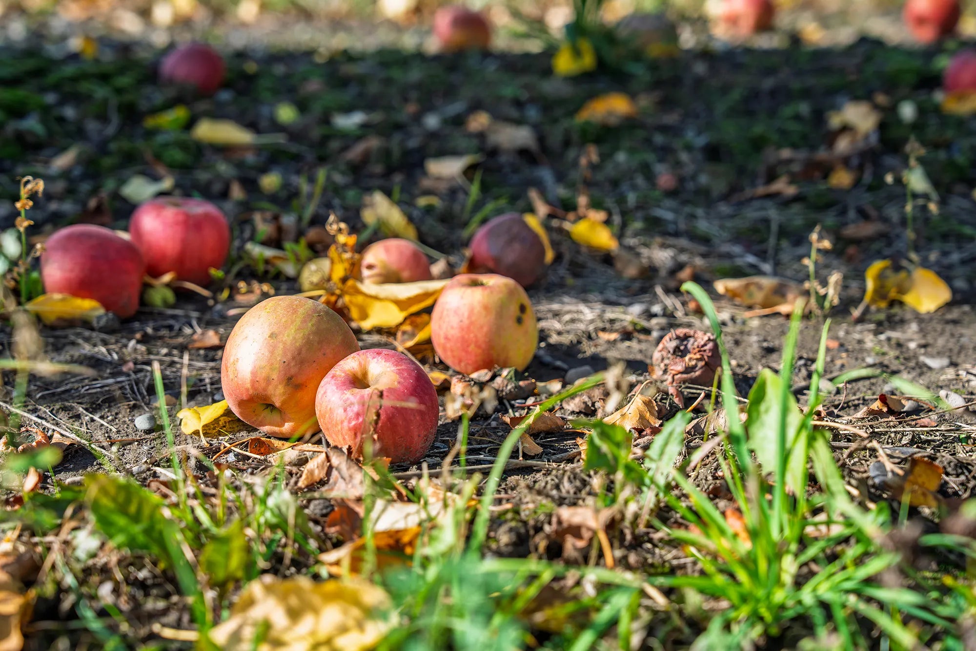 Turning Fall Yard Waste Into Healthy Soil