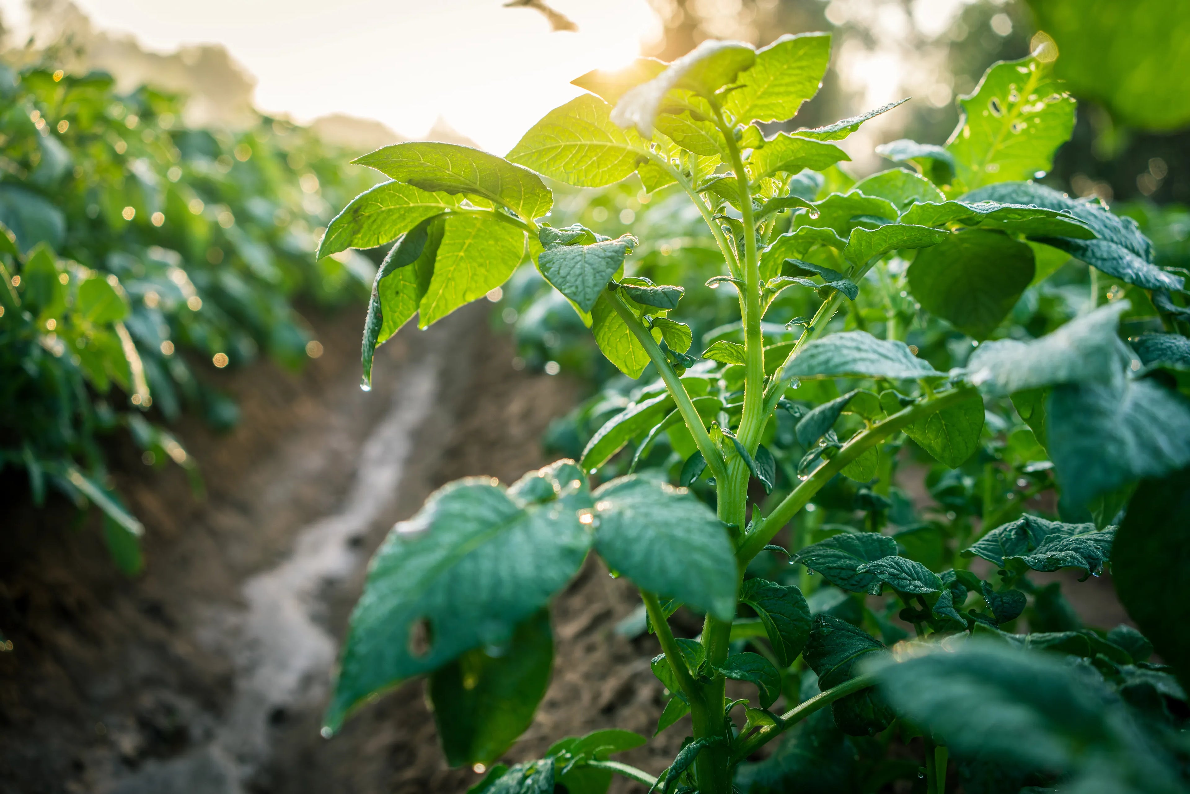 Why Are My Tomato Leaves Turning Yellow? Common Causes and Fixes