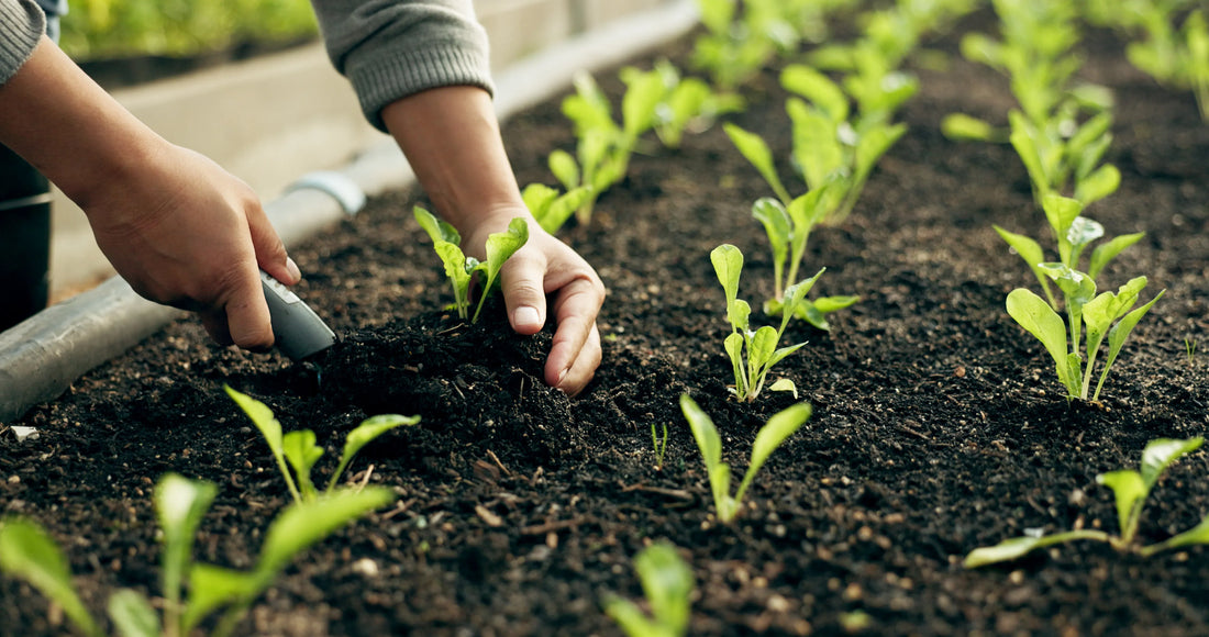 How to Build a Great Garden in Middle Tennessee (And Why Your Soil Is the Secret)