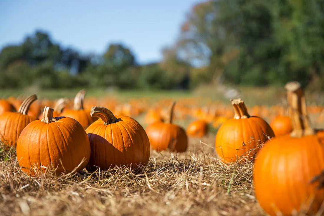 Composting Pumpkins: How to Recycle Halloween Waste