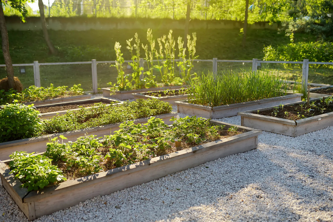 What to Plant Right Now for a Fall Harvest in Tennessee