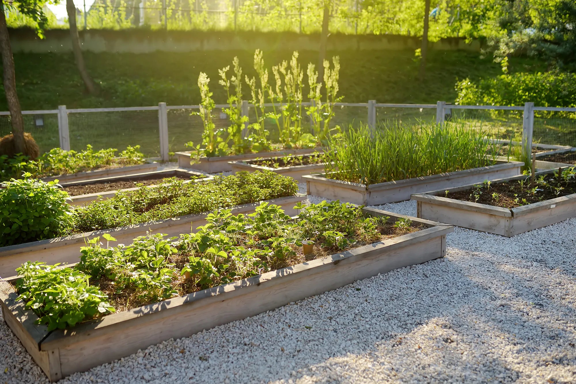 What to Plant Right Now for a Fall Harvest in Tennessee
