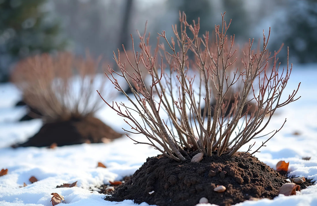 Winter Soil Prep: Why Compost Matters in Cold Months