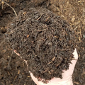 Compost Mulch (Clyde's Pride)